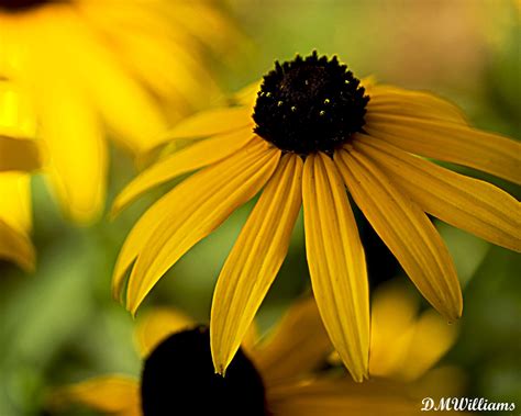 Hanging on the Laundry Line: Black Eyed Susans