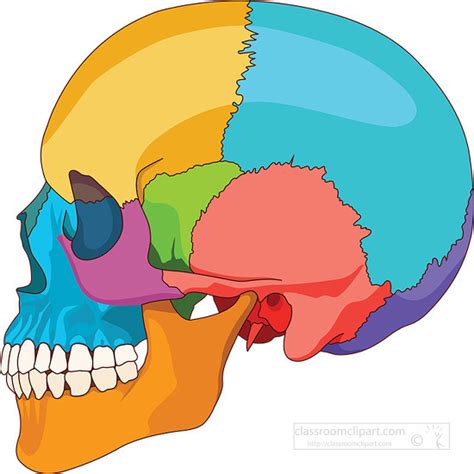 Anatomy Clipart-human skull side view anatomy clipart