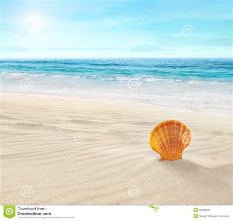 Shell on tropical beach stock image. Image of aquatic - 32002587