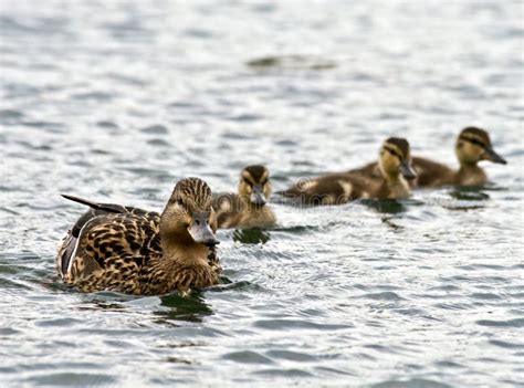 Swimming Ducks stock photo. Image of offspring, mallard - 6610966