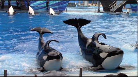 Orca Encounter (Full Show) at SeaWorld Orlando - January 17, 2021 - YouTube