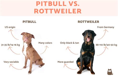 Rottweiler Vs Pitbull Fight Video