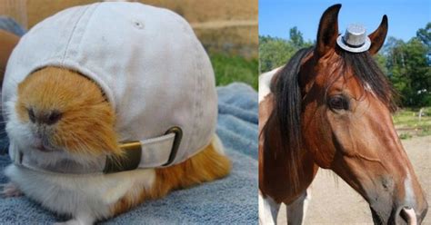 Just 21 Adorable Animals Wearing Cute Hats - Small Joys