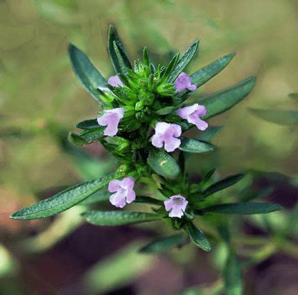 15 Medicinal Health Benefits Of Summer Savory (Satureja hortensis ...