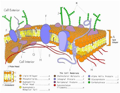 ️Membrane Structure Worksheet Free Download| Goodimg.co