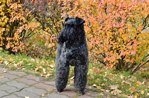 Kerry Blue Terrier Dog Breed Info: Pictures, Traits & Facts | Hepper