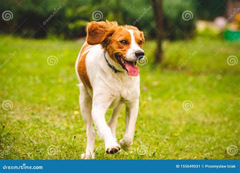 Breton Spaniel Puppy Running Towards Camera Stock Image - Image of ...