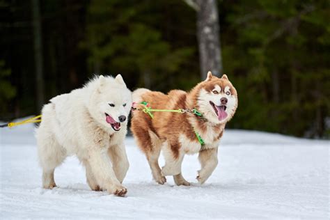 Husky vs Samoyed: The Battle of Siberia - Happy Samoyed