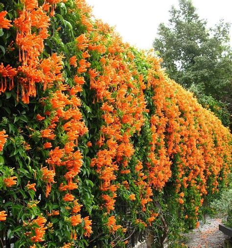 Trumpet vine creeper | Tamara Garden Center