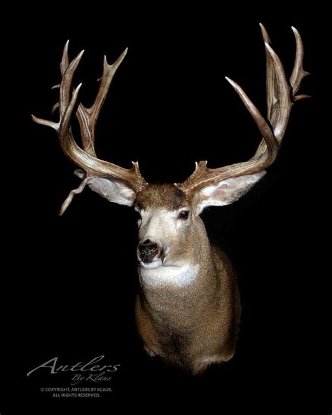 Colorado Mule Deer - Antlers by Klaus