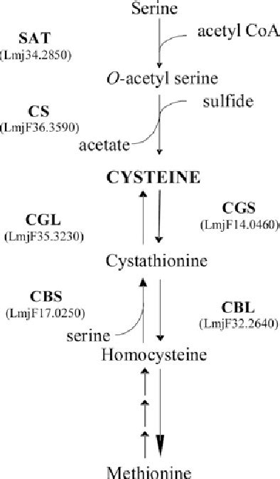 Figure 1 from Two pathways for cysteine biosynthesis in Leishmania major. | Semantic Scholar