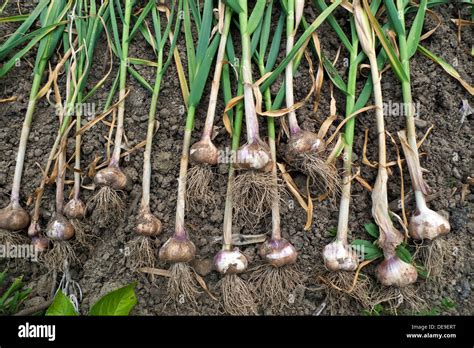 A crop of organic homegrown garlic growing drying outside in the Stock Photo: 60445500 - Alamy