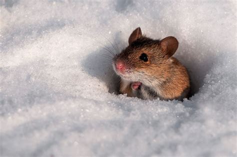 Midwinter Dream : Photo | Cute animals, Winter animals, Animals beautiful