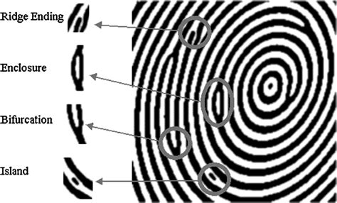 friction ridge patterns definition - familyvacationpackagesw1