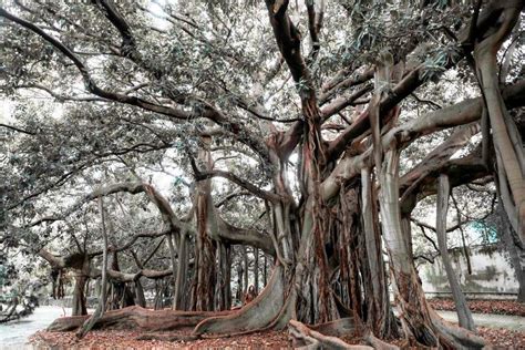 Banyan Tree Root System – StudiousGuy