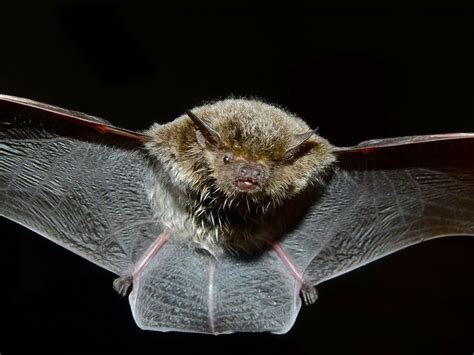 Flight of the Bats: Exploring Head Shape and Aerodynamics - EveryONE