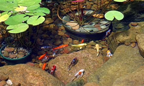 New Pond Fish Care Instructions | Aquascape Pond Tips