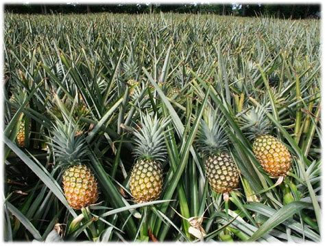 Pineapple Plant by Amritanjali Ayurved (OPC) Pvt. Ltd., pineapple plant ...