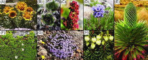 Characteristic alpine plant life forms including forbs (A) Hymenoxys ...