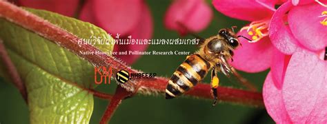 Native Honeybee and Pollinator Center ศูนย์วิจัยผึ้งพื้นเมืองและแมลงผสมเกสร