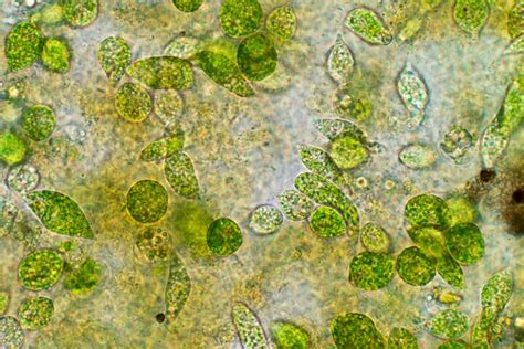 Phyto Species Strengths | Phytoplankton | The Algae Lab - AlgaeBarn.com