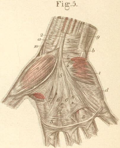 Palmar Aponeurosis or Fascia | Epomedicine