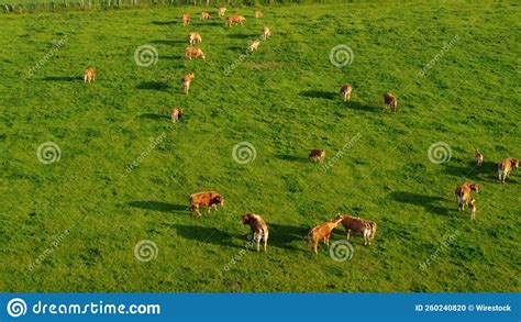 Aerial View of a Herd of Cattle Cows Grazing in a Green Pasture in ...