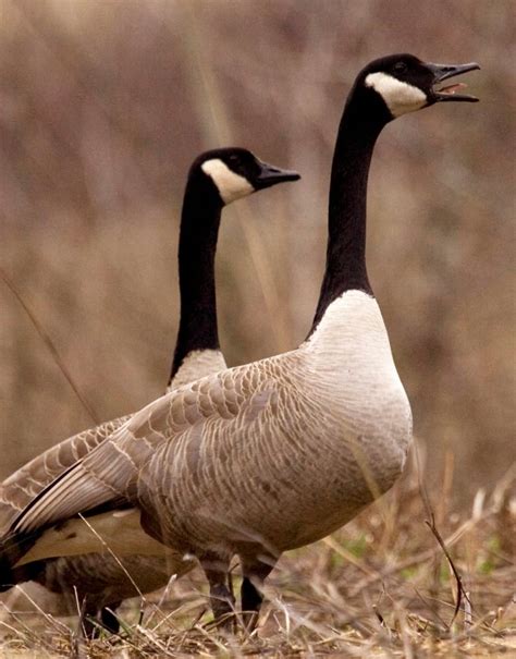 New Jersey town stops gassing Canada geese, opts for non-lethal control methods | CBC Radio