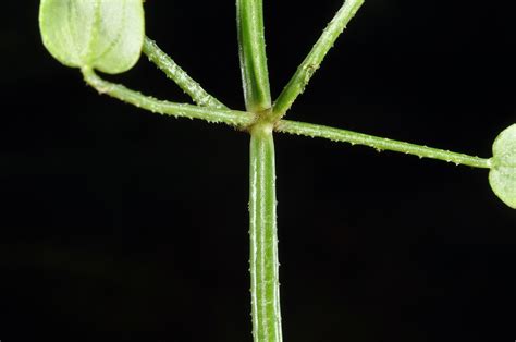 Rubia cordifolia (Rubiaceae) image 147009 at PhytoImages.siu.edu