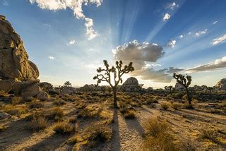 Joshua Tree Magic | Christopher Michel | Flickr