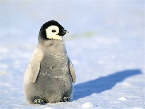 Penguin Facts, Types, Habitat, Diet, Adaptations, Pictures | penguins ...