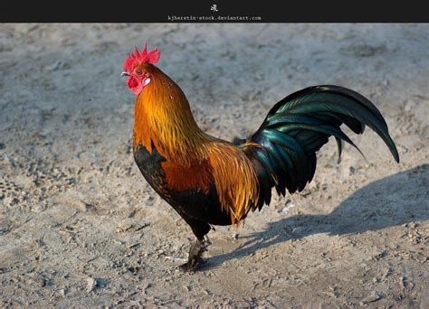 Rooster Wallpapers - Wallpaper Cave