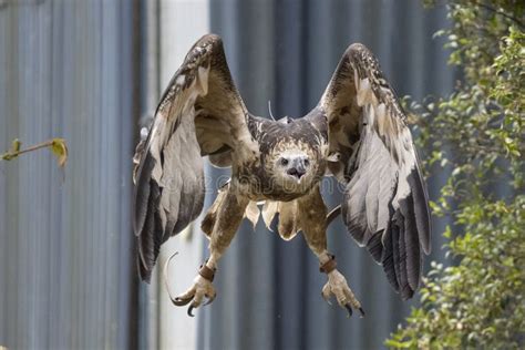 White-bellied Sea Eagle stock photo. Image of prey, captive - 204429444