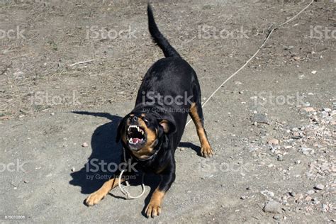 Rottweiler Showing Teeth