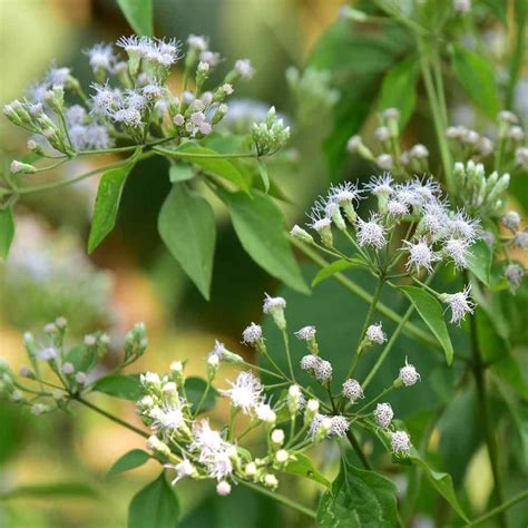 Eupatorium Seed - Eupatorium Perfoliatum Boneset Flower Seeds