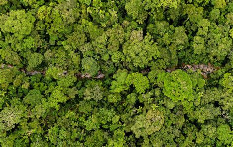 1,300+ Rainforest Tree Canopy Tropical Rainforest Treetop Stock Photos ...