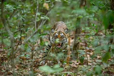 Man Eating Tigers of India - Nature Safari India