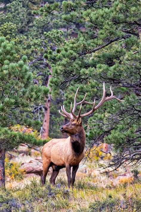 ESTES ELK in Colorado - Elk Photography Print by Rob's Wildlife - RobsWildlife