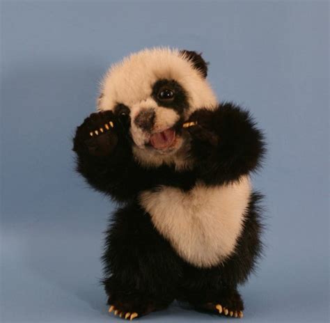 Le bébé panda – pouvez-vous choisir le plus mignon?