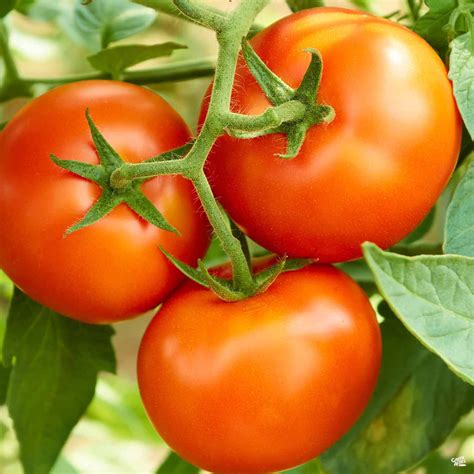 Tomato 'Early Girl' — Green Acres Nursery & Supply