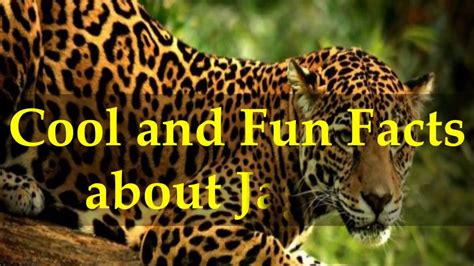 Cool and Fun Facts about Jaguar - YouTube