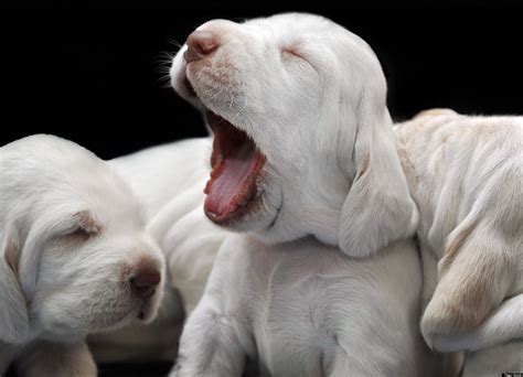 Photo Books Of Animals And Babies Are Absolutely Adorable