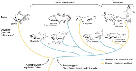 New insights into the old four legs: unveiling the development of the ...