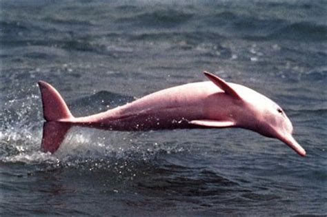 [10000ダウンロード済み√] amazon river dolphin pink 310029-Amazon river pink dolphin facts