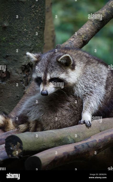 Raccoon sleeping in tree hi-res stock photography and images - Alamy