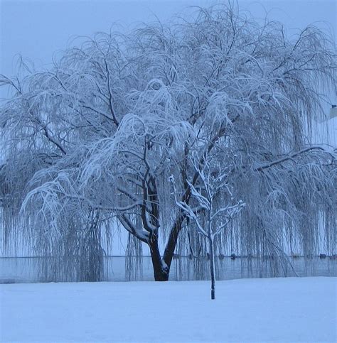 Winter Willow Tree Before Dawn_fort Worth_tx Photograph by Barbara Yearty