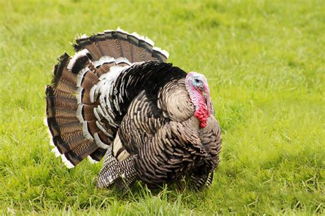 Heritage Turkey Breeds for the Rural American - Grit