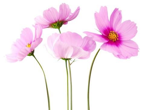 Colorful Flowers PNG Transparent Image | PNG Mart | Flower png images, Transparent flowers ...