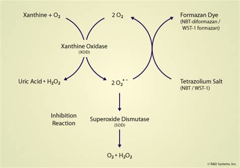 Superoxide Dismutase Assay Kits: R&D Systems