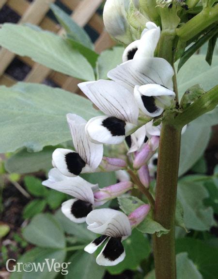 Growing Fava Beans from Sowing to Harvest